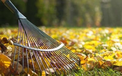 Shredded Leaves vs. Whole Leaves: Which Is Better for Mulch & Why?