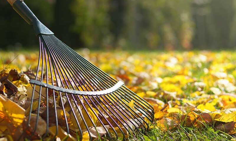 Leaves Should Be Shredded Before Used as Mulch